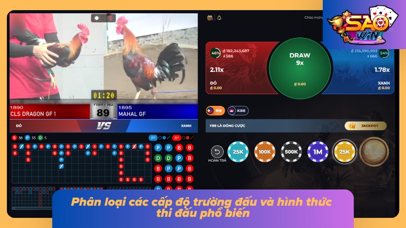 Các cấp độ trường đấu và hình thức thi đấu phổ biến hiện nay