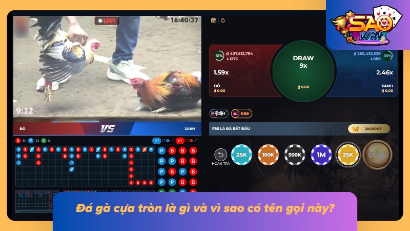 Chiến kê thi đấu với phần cựa có thiết kế tròn, tạo nét đặc trưng riêng