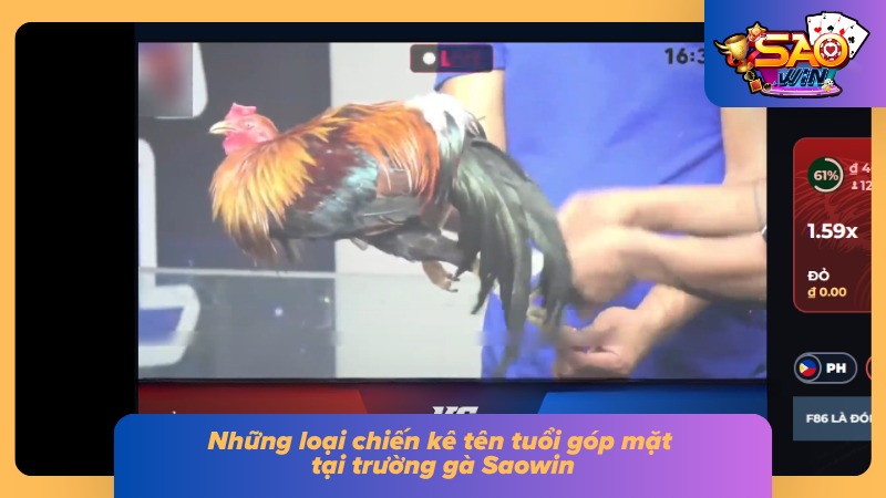 Các loại gà chiến dũng mãnh trong trường gà Saowin